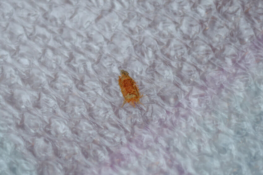 まねきやの宅配キットの中に入っていた、種のようなオレンジ色の小さな異物